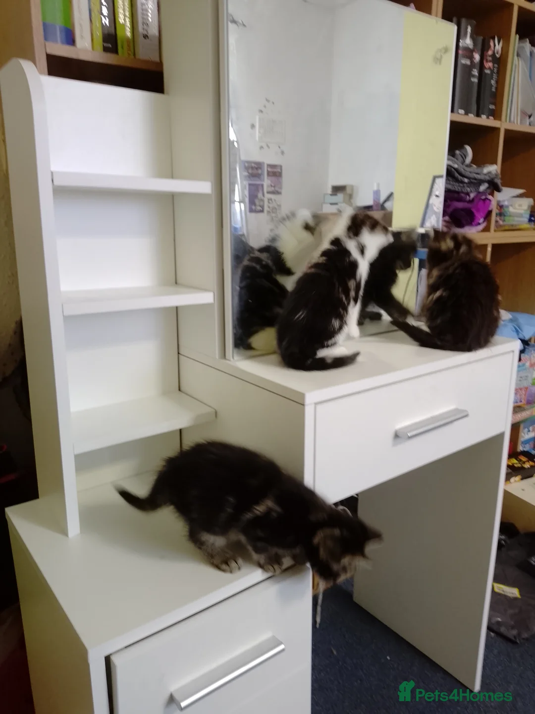 Mixed Breed cats for sale: Kittens for sale £70 each  - Advert 23