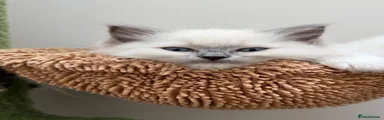 Ragdoll 1