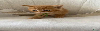 British Shorthair Kitten GREEN COLLAR  2
