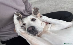 Labrador Retriever dogs for sale: Labrador retriever - Image 8