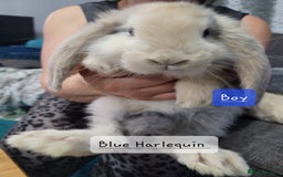 French Lop rabbits for sale: Pure Bred French Lop babies - Image 8