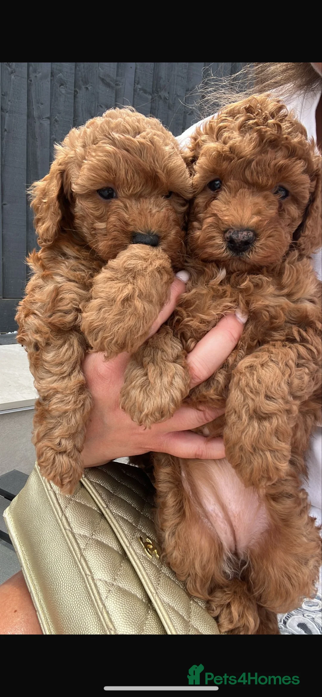 Miniature Poodle dogs for sale: 2 girls left - Advert 1