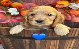 Cocker Spaniel dogs for sale: Beautiful KC Show Cocker Spaniels💙🩷 - Image 8