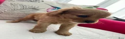 Cavapoo dogs for sale: Adorable Cavapoo puppies - Advert 4