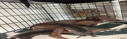 Italian Greyhound dogs for sale: Beautiful iggy pups for sale  in Bagshot - Advert 1