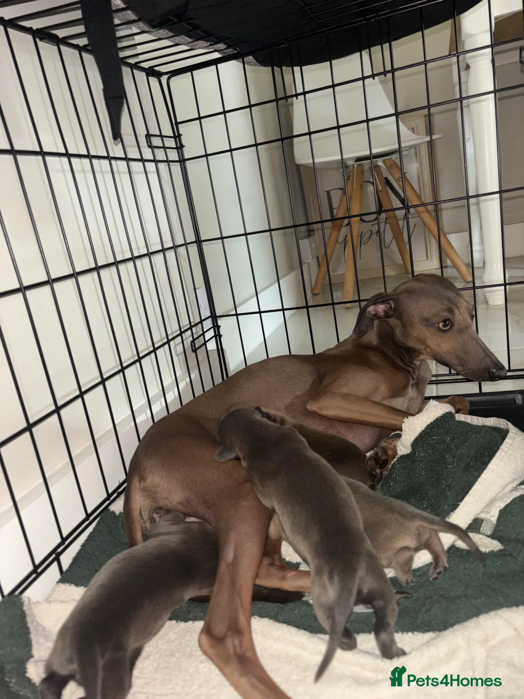 Italian Greyhound dogs for sale: Beautiful iggy pups for sale  in Bagshot - Advert 1