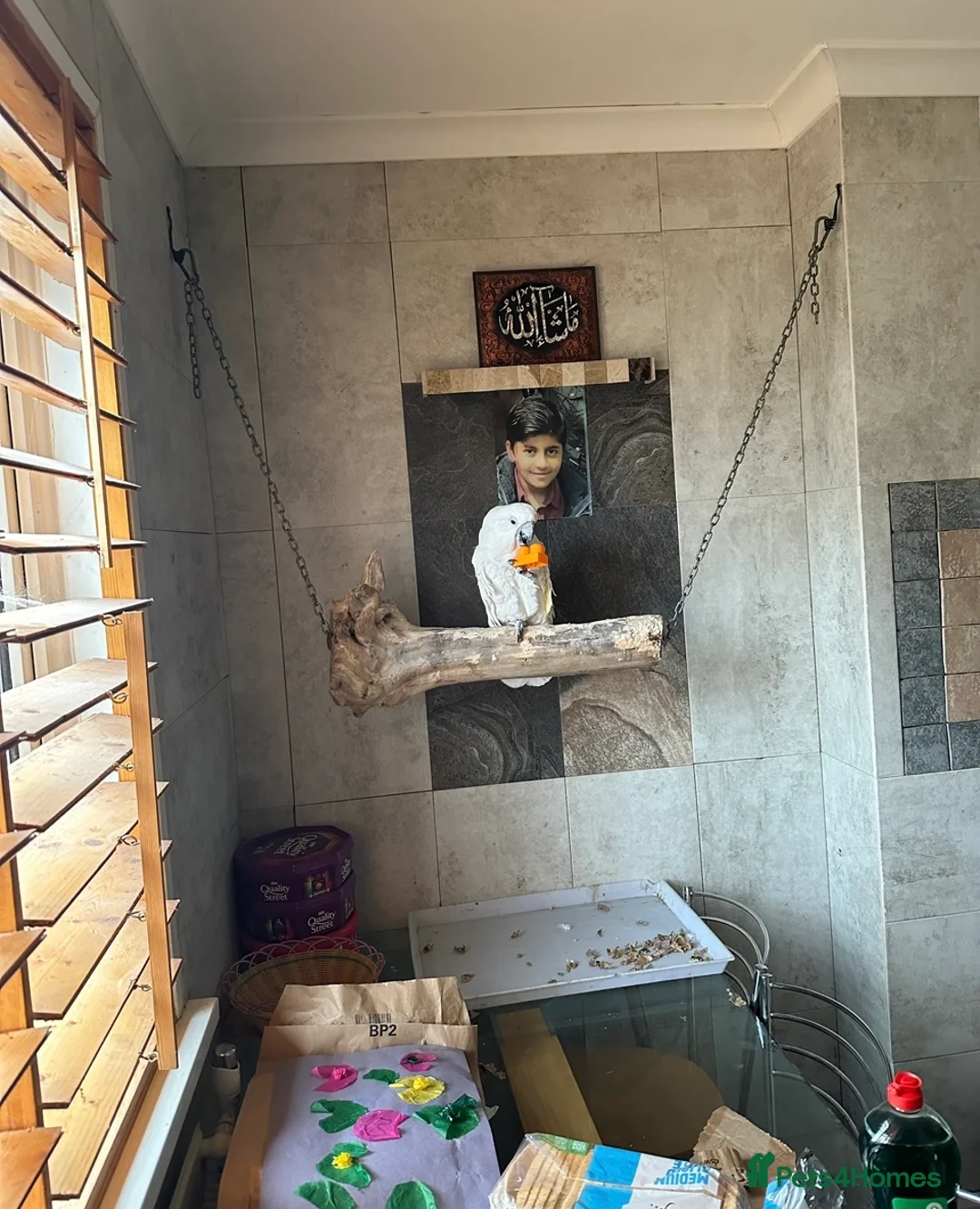 Cockatoo birds for sale:  Umbrella Cockatoo  - Advert 6