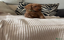 Labradoodle dogs for sale: Red curly labradoodles (F1b) - Image 8