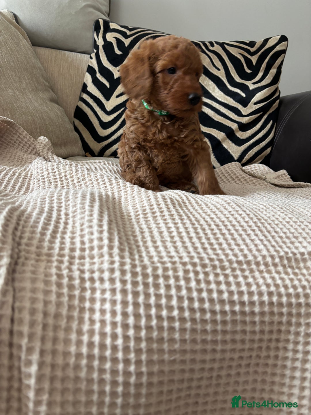 Labradoodle dogs for sale: Red curly labradoodles (F1b) - Image 8