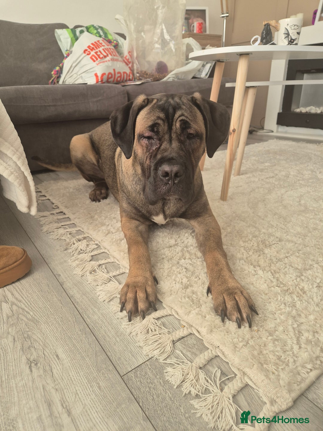 Cane Corso dogs for sale: Cane corso for sale  - Image 5