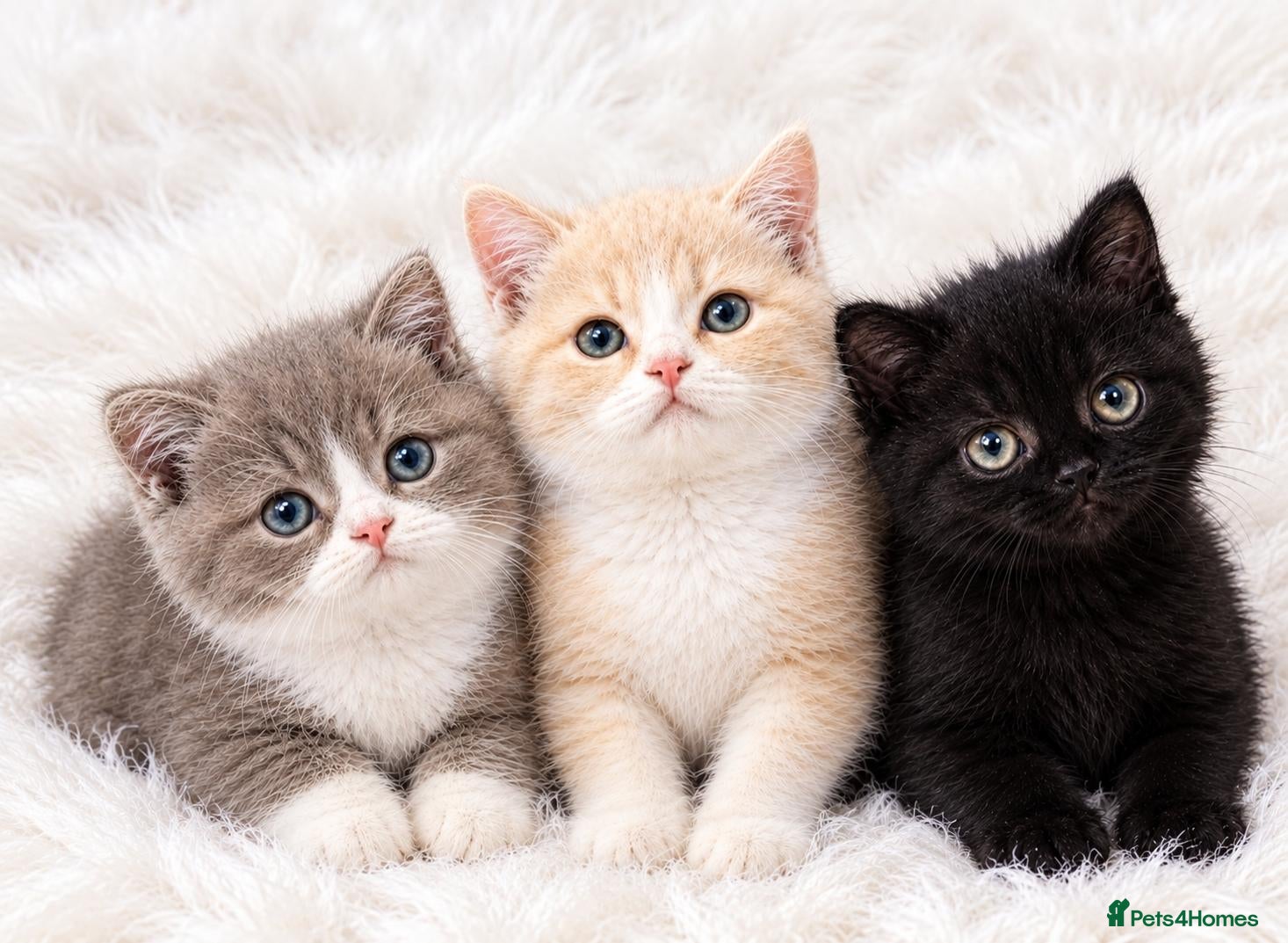 British Shorthair cats GCCF ready to leave British Shorthair - Advert 1