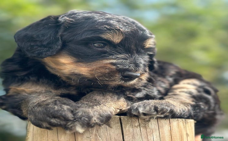 Bernedoodle dogs - Advert 2