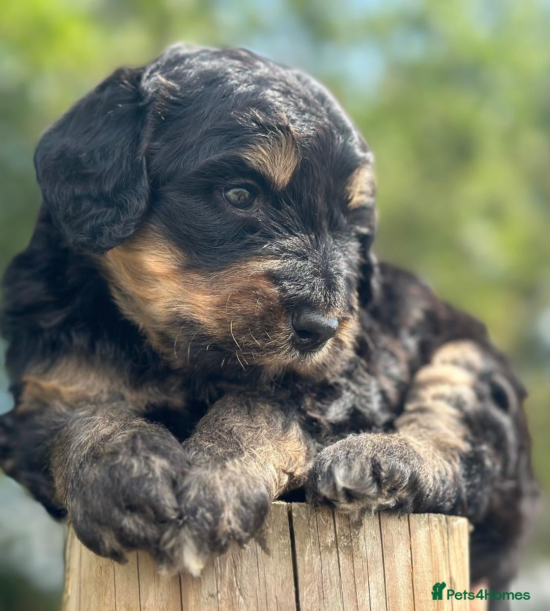 Bernedoodle dogs for sale: F1B STANDARD  BERNADOODLE LAST FEW - Image 5
