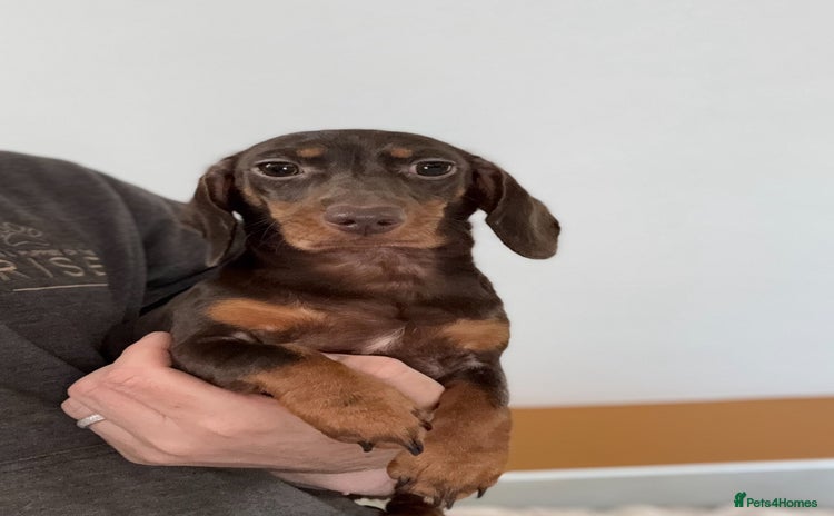 Miniature Dachshund dogs in Stafford - Advert 4