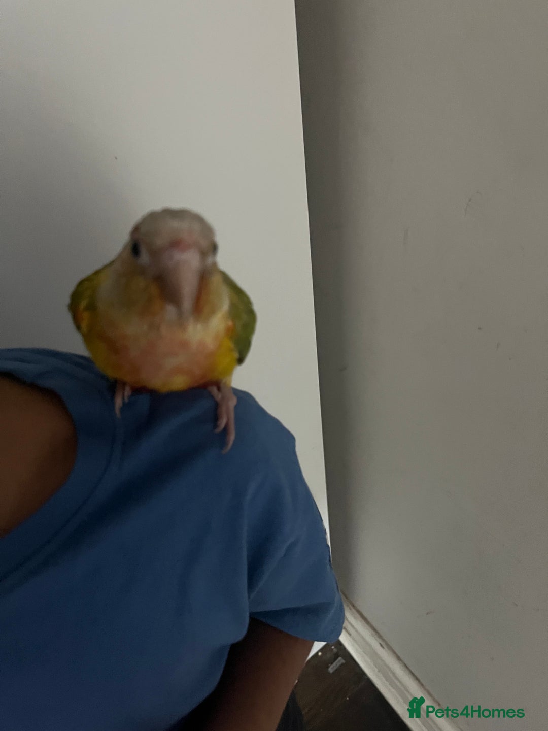 Conures birds for sale: Zazu conure bird - Advert 5