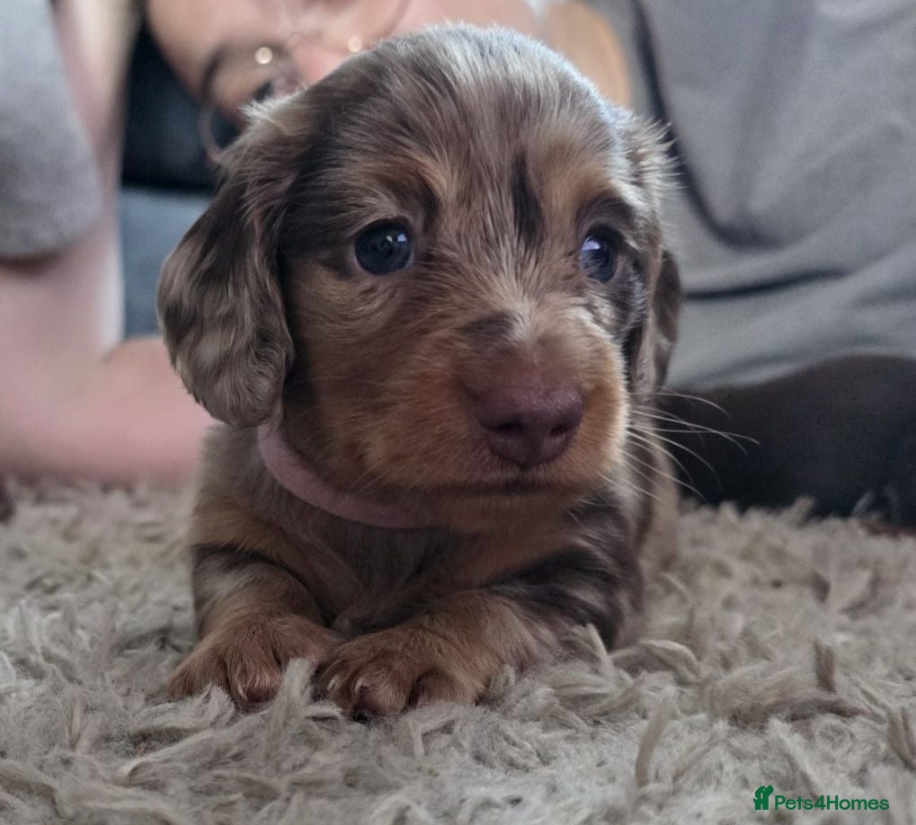 Miniature Dachshund dogs All-Girl Litter of Miniature Smooth Dachshunds - Advert 18