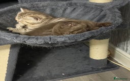 British Shorthair cats for sale: Beautiful litter of british shorthair kittens  - Image 11