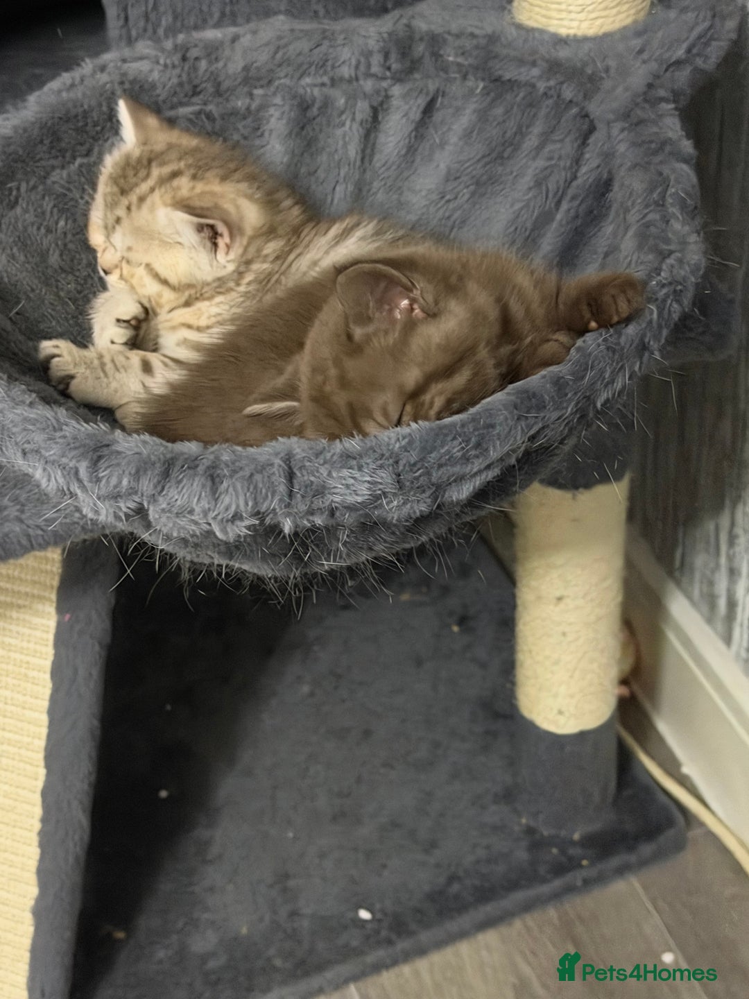 British Shorthair cats for sale: Beautiful litter of british shorthair kittens  - Image 11