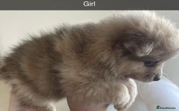 Pomeranian dogs for sale: Pomeranian puppy’s  - Image 9