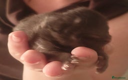 Persian cats for sale: CHOCOLATE PERSIAN KITTENS - Image 12