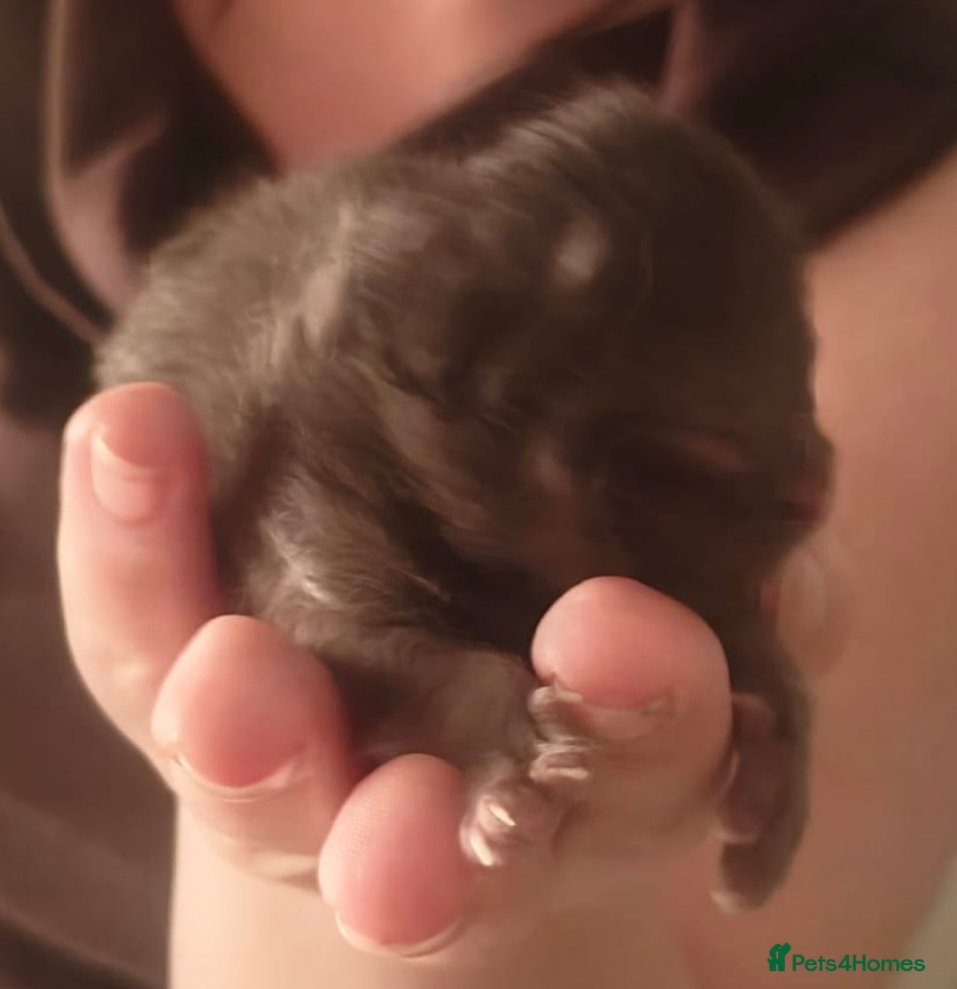 Persian cats for sale: CHOCOLATE PERSIAN KITTENS - Image 12