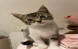 British Longhair cats for sale: 2 ADORABLE FLUFFY BRITISH LONGHAIR KITTENS LEFT!!! - Image 15