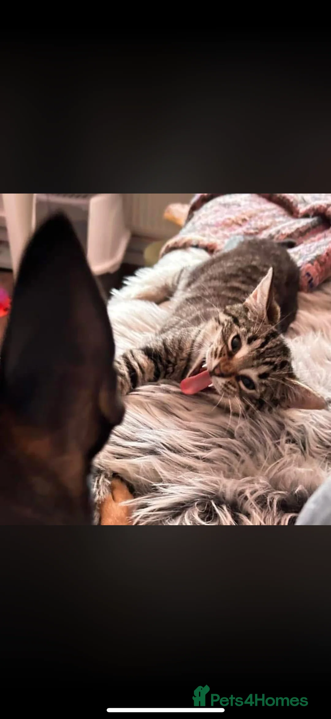 Domestic Shorthair cats for sale: Tabby rescue kittens 🥰🧡 - Advert 6