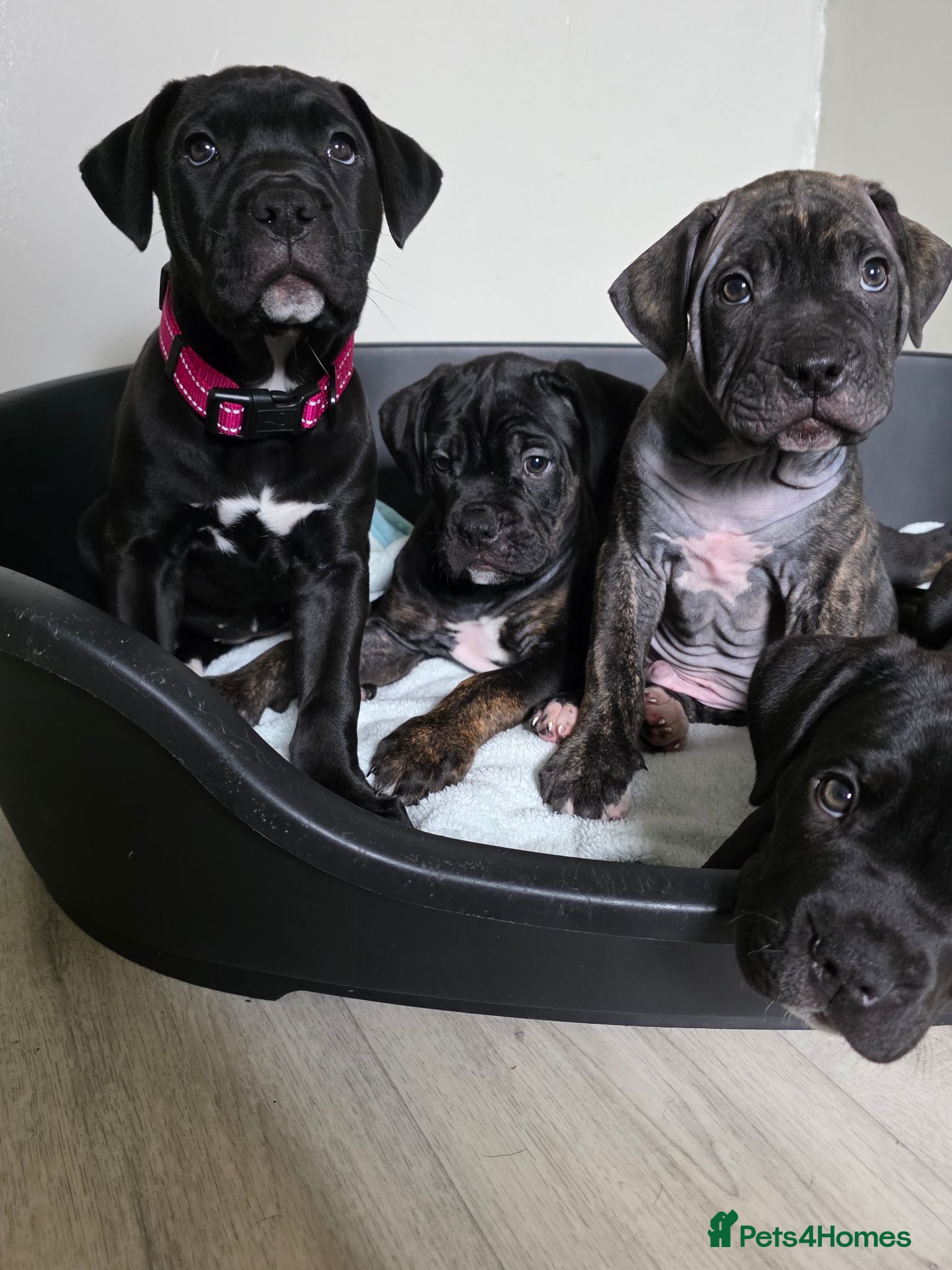 Mixed Breed dogs Cane corso cross American bulldog  - Advert 1