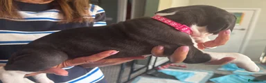 Mixed Breed 3