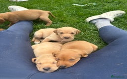 Labrador Retriever dogs for sale: KC Labrador puppies  in Morpeth - Image 15