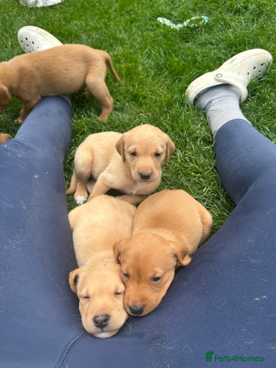 Labrador Retriever dogs for sale: KC Labrador puppies  in Morpeth - Image 15