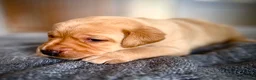 Labrador Retriever dogs for sale: KC Registered Labradors  - Advert 18