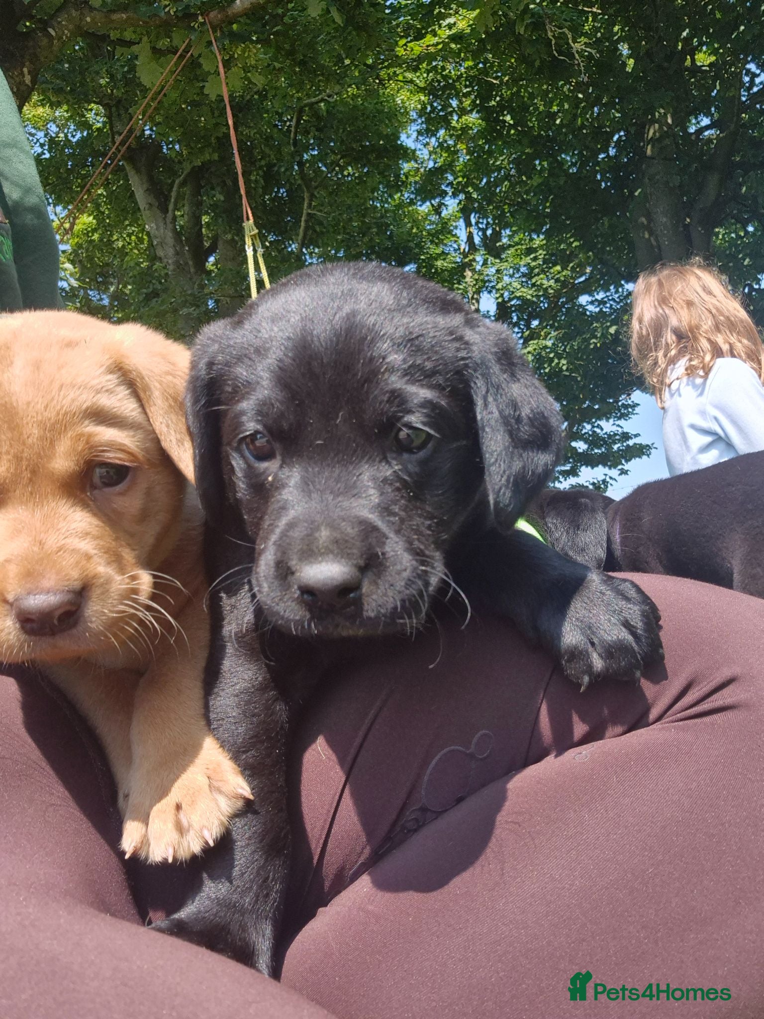Labrador Retriever dogs KC Registered Labrador Puppies  - Advert 2