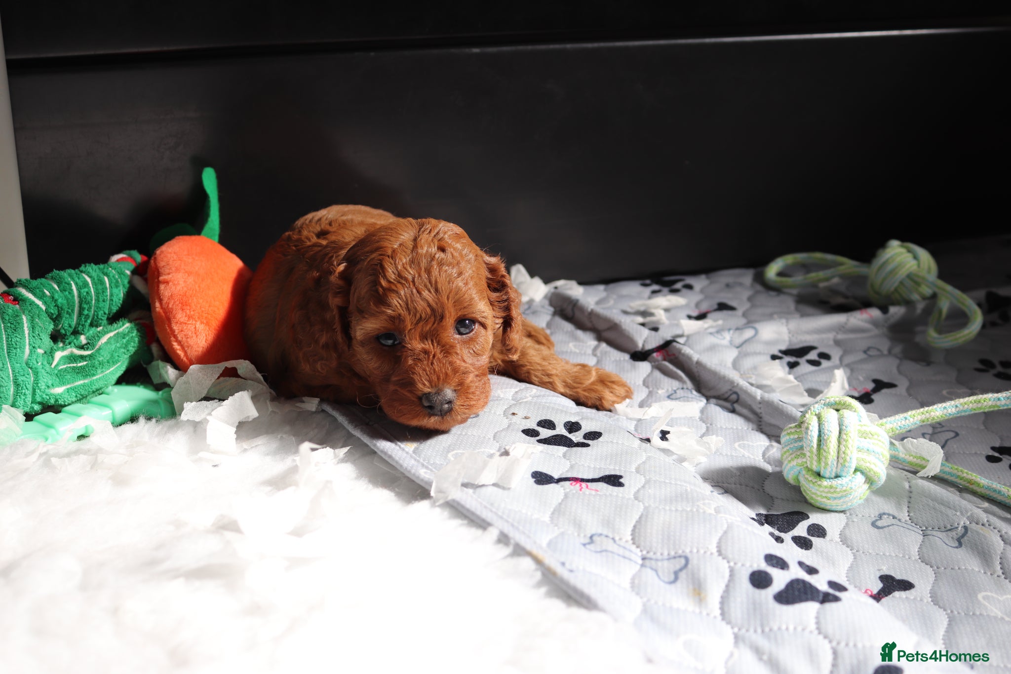 Cavapoo dogs Quality, Red, Low-Shedding Toy Cavapoo Puppies - Advert 5