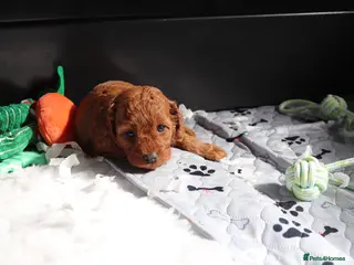 Cavapoo dogs Quality, Red, Low-Shedding Toy Cavapoo Puppies - Advert 5