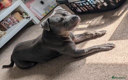 Staffordshire Bull Terrier dogs for sale: Looking to rehome a blue staffy - Image 5