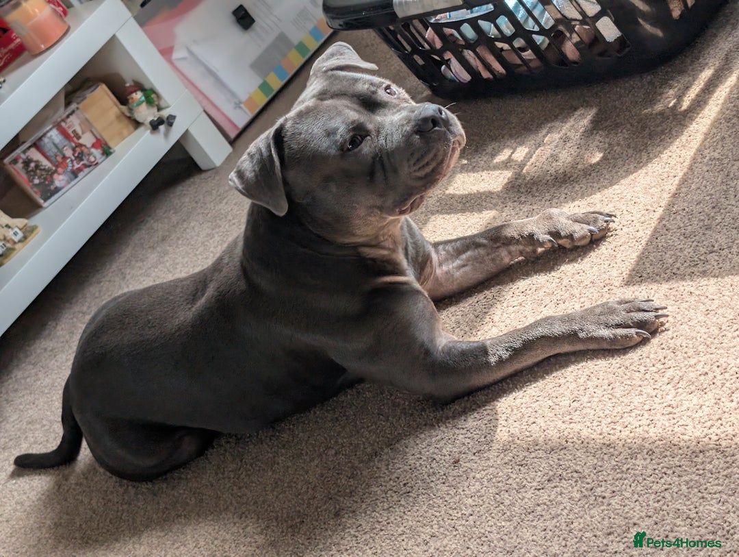 Staffordshire Bull Terrier dogs for sale: Looking to rehome a blue staffy - Image 5