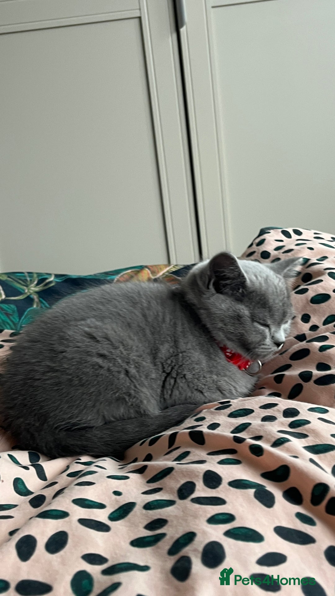 Scottish Fold cats for sale: Beautiful blue female kitten  - Advert 8