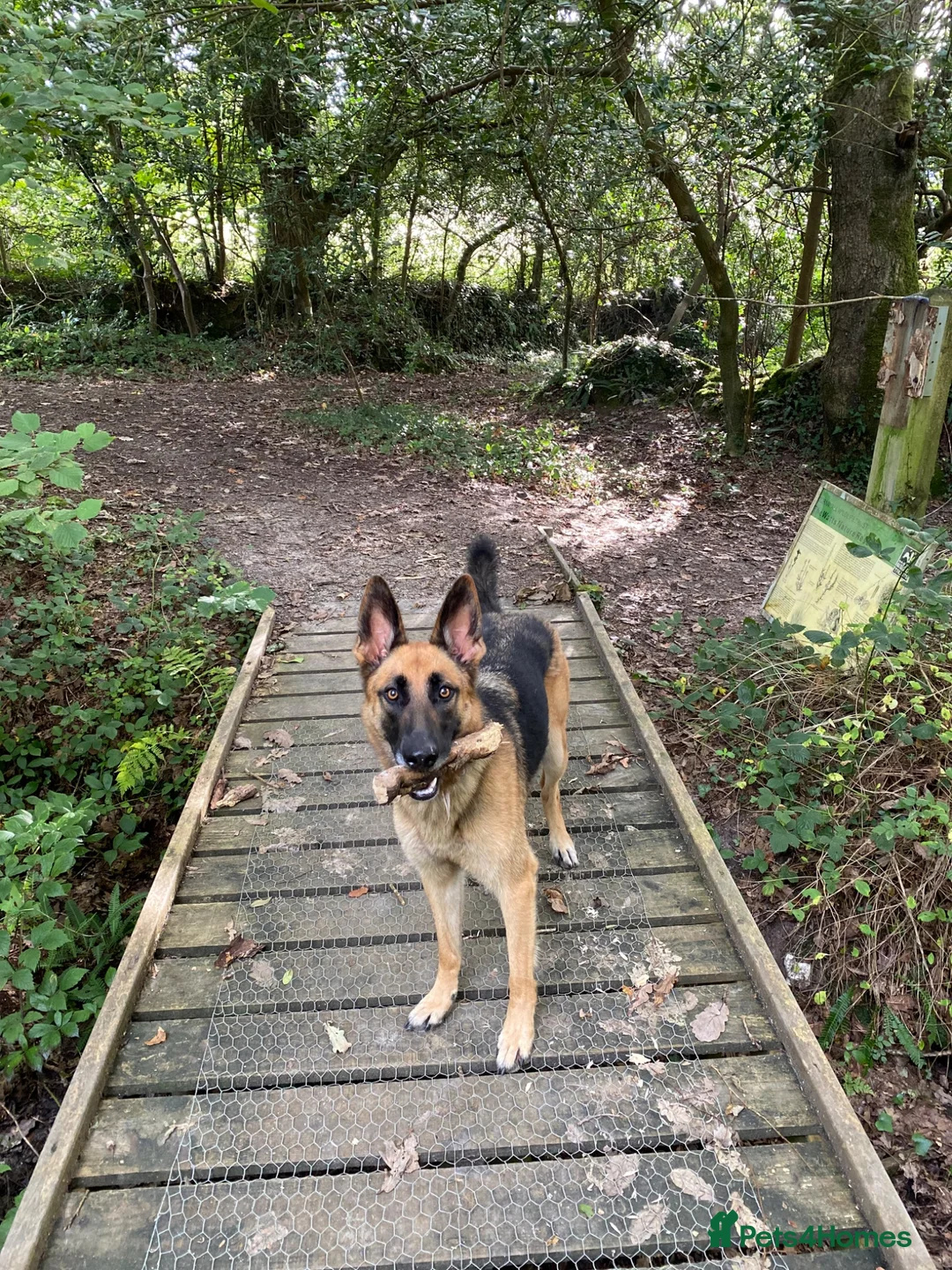 Mixed Breed dogs for sale: Loving German Shepherd looking for forever home in Truro - Advert 1