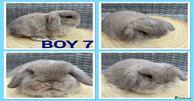 Mini Lop rabbits - Advert 1