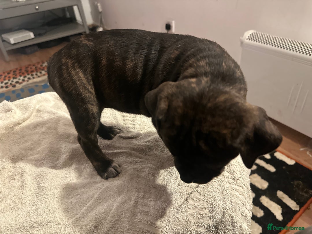 Mixed Breed dogs for sale: Beautiful staffy puppies looking for forever home  - Advert 30