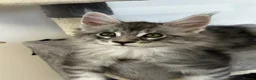 Maine Coon cats for sale:  Exceptional TICA Registered Maine Coon Kittens 🐾 - Advert 32