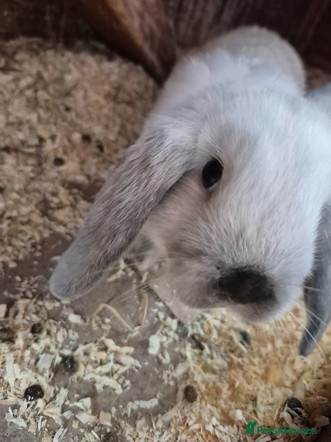 Mini Lop rabbits for sale: 💙💙 Baby Boy Mini Lop Rabbits READY NOW! 💙💙 - Advert 2