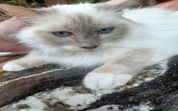 Birman cats for sale: Birman Female lilac point cat - Image 2