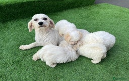 Poodle dogs for sale: Poodles pups for forever home - Image 20