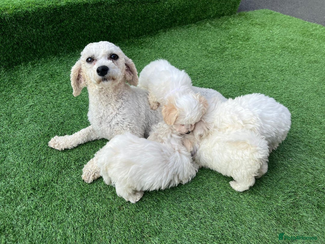 Poodle dogs for sale: Poodles pups for forever home - Image 20