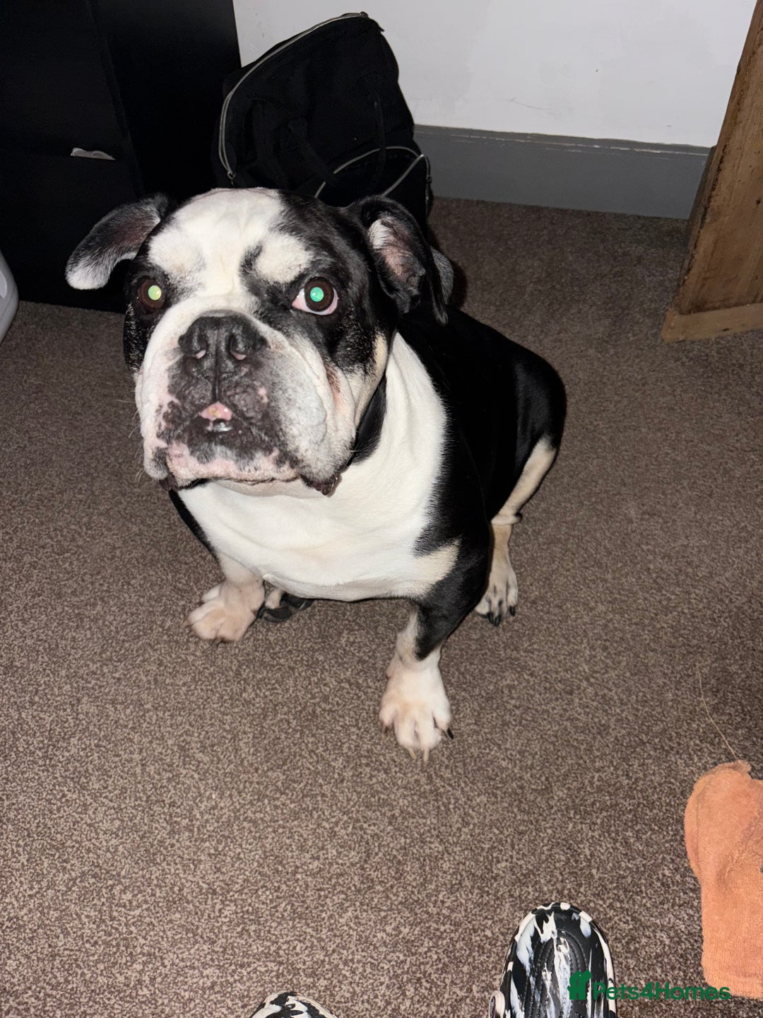 English Bulldog dogs for sale: Winston  - Advert 1