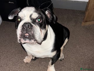 English Bulldog dogs Winston - Advert 1