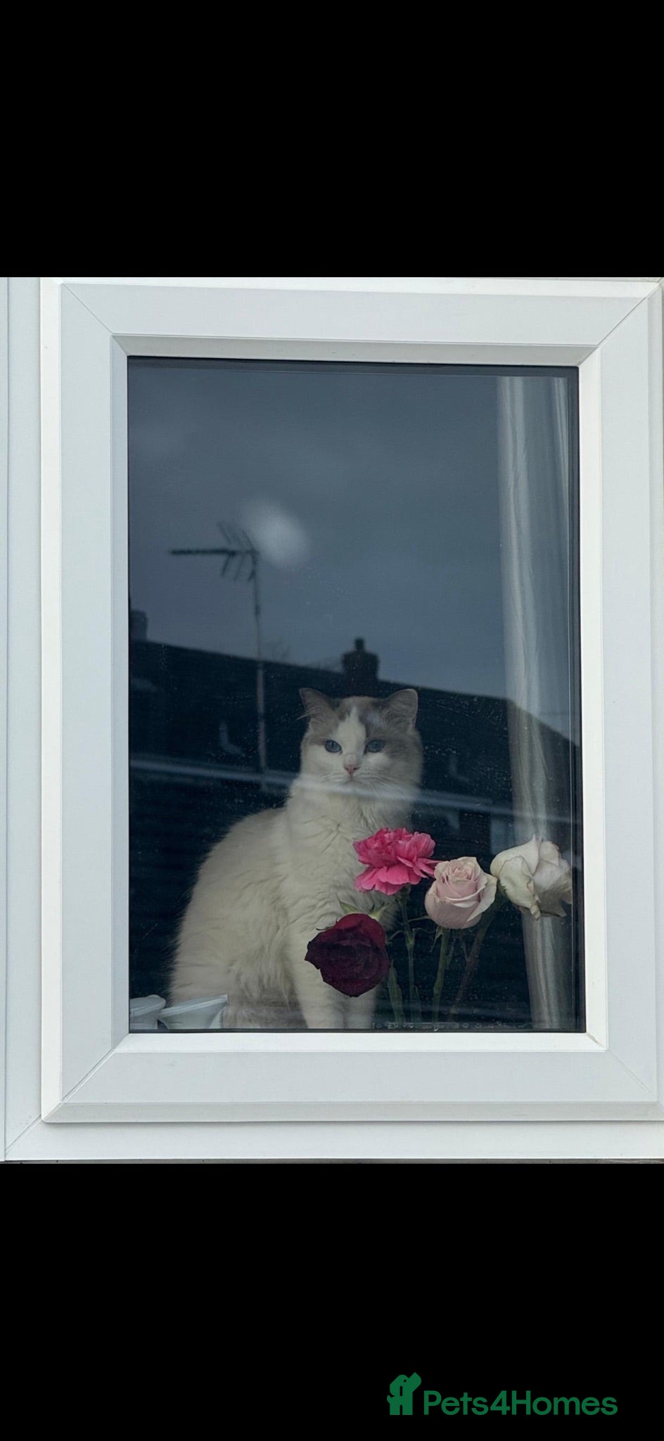 Ragdoll cats !!READY TO LEAVE!! beautiful ragdoll kittens - Advert 1