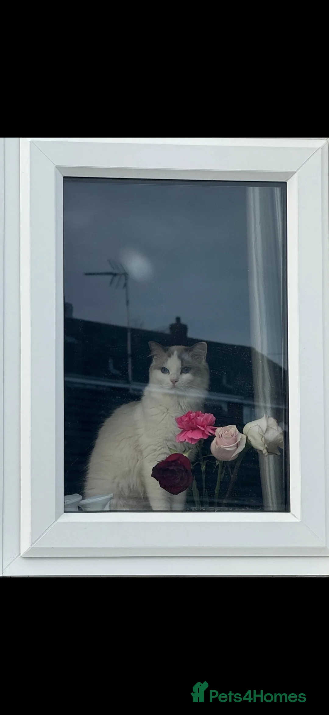 Ragdoll cats for sale: !!READY TO LEAVE!! beautiful ragdoll kittens - Advert 1